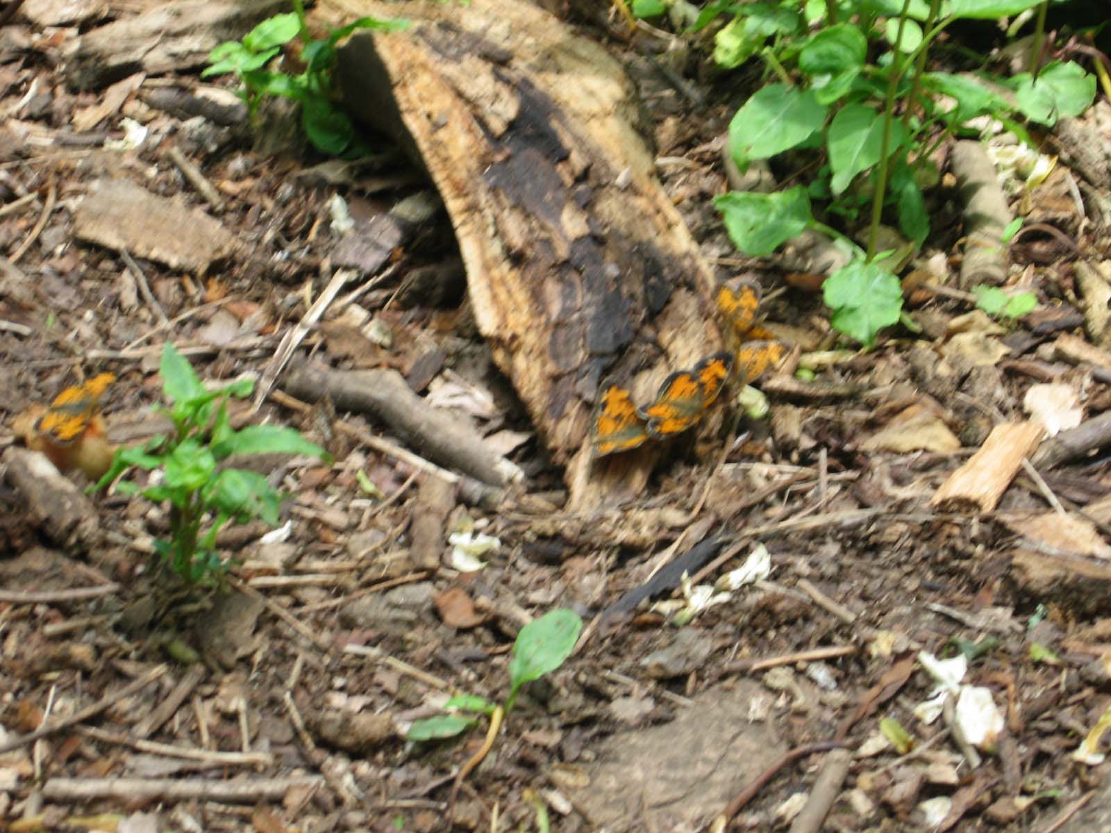 A group of butterflys off the trail.